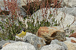 C301586: Gebirgsstelze (Motacilla cinerea)