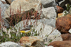 C301589: Gebirgsstelze (Motacilla cinerea)