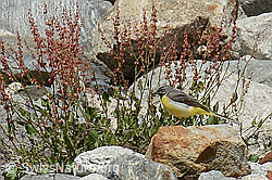 C301592: Gebirgsstelze (Motacilla cinerea)
