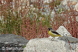 C301596: Gebirgsstelze (Motacilla cinerea)