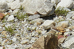 Bachstelze (Motacilla alba) (C301598)