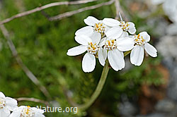 Achillea erba-rotta ssp. moschata (C301615) Achillea erba-rotta ssp. moschata (C301615)