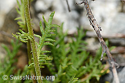 Achillea erba-rotta ssp. moschata (C301616) Achillea erba-rotta ssp. moschata (C301616)