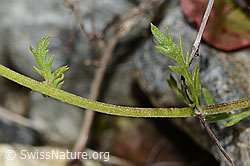 Achillea erba-rotta ssp. moschata (C301617) Achillea erba-rotta ssp. moschata (C301617)