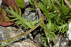 C301618: Moschus-Schafgarbe (Achillea erba-rotta ssp. moschata)