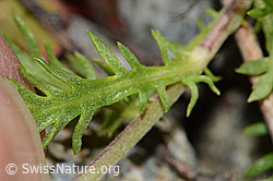C301619: Moschus-Schafgarbe (Achillea erba-rotta ssp. moschata)
