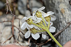 C301622: Moschus-Schafgarbe (Achillea erba-rotta ssp. moschata)