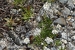 C301623: Moschus-Schafgarbe (Achillea erba-rotta ssp. moschata)
