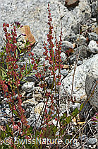 C301624: Schildblättriger Ampfer (Rumex scutatus)