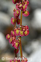 C301626: Schildblättriger Ampfer (Rumex scutatus)
