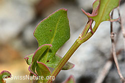 C301628: Schildblättriger Ampfer (Rumex scutatus)