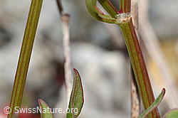 C301629: Schildblättriger Ampfer (Rumex scutatus)