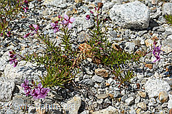 Fleischers Weidenröschen (Epilobium fleischeri) (07.2024, C301630)