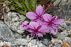 Fleischers Weidenröschen (Epilobium fleischeri) (07.2024, C301632)