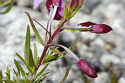 Fleischers Weidenröschen (Epilobium fleischeri) (07.2024, C301635)