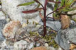 Fleischers Weidenröschen (Epilobium fleischeri) (C301643) Fleischers Weidenröschen (Epilobium fleischeri) (C301643)