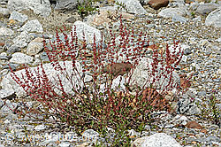 C301645: Schildblättriger Ampfer (Rumex scutatus)
