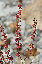 C301657: Schildblättriger Ampfer (Rumex scutatus)