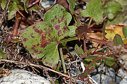 C301658: Schildblättriger Ampfer (Rumex scutatus)