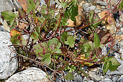C301659: Schildblättriger Ampfer (Rumex scutatus)