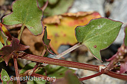 C301660: Schildblättriger Ampfer (Rumex scutatus)