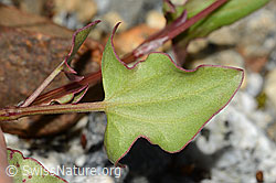 C301662: Schildblättriger Ampfer (Rumex scutatus)