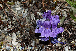 Alpen-Leinkraut (Linaria alpina) (C301677)