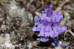 Alpen-Leinkraut (Linaria alpina) (C301678)