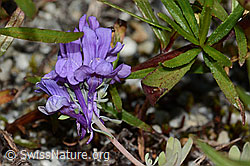 Alpen-Leinkraut (Linaria alpina) (C301681)