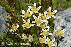 Moosartiger Steinbrech (Saxifraga bryoides) (C301685)