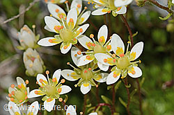 Moosartiger Steinbrech (Saxifraga bryoides) (C301687)
