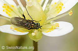 Langbeinfliege der Gattung Tachytrechus auf Moosartigem Steinbrech (Saxifraga bryoides) (07.2024, C301698)