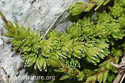 Moosartiger Steinbrech (Saxifraga bryoides) (C301716)