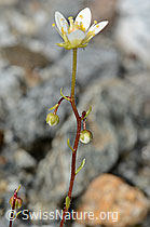 Moosartiger Steinbrech (Saxifraga bryoides) (C301718)