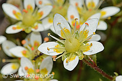 Moosartiger Steinbrech (Saxifraga bryoides) (07.2024, C301719)