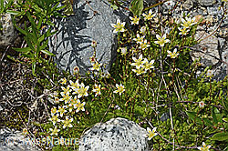 Moosartiger Steinbrech (Saxifraga bryoides) (07.2024, C301720)