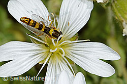 Gewöhnliche Langbauchschwebfliege (Sphaerophoria scripta) auf Einblütigem Hornkraut (Cerastium uniflorum) (07.2024, C301740)