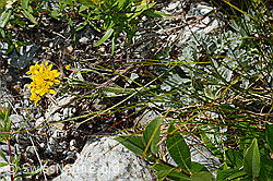 Graues Greiskraut (Senecio incanus) (C301756)