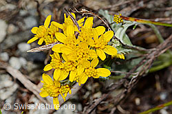 Graues Greiskraut (Senecio incanus) (07.2024, C301757)