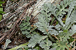 Graues Greiskraut (Senecio incanus) (C301758)