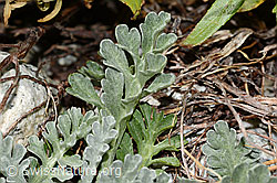 Graues Greiskraut (Senecio incanus) (C301759)
