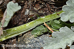 Graues Greiskraut (Senecio incanus) (C301760)