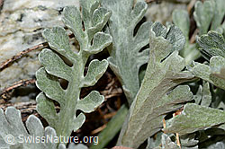 Graues Greiskraut (Senecio incanus) (07.2024, C301762)