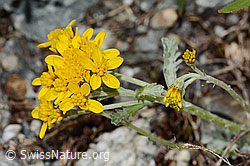 Graues Greiskraut (Senecio incanus) (C301765)