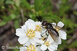 Korbblütler-Erzschwebfliege (Cheilosia canicularis) auf Moschus-Schafgarbe (Achillea erba-rotta ssp. moschata) (C301790)