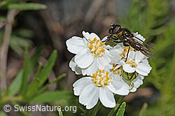 Korbblütler-Erzschwebfliege (Cheilosia canicularis) auf Moschus-Schafgarbe (Achillea erba-rotta ssp. moschata) (C301792)