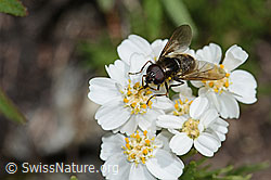Korbblütler-Erzschwebfliege (Cheilosia canicularis) auf Moschus-Schafgarbe (Achillea erba-rotta ssp. moschata) (07.2024, C301795)
