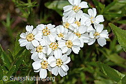 C301797: Moschus-Schafgarbe (Achillea erba-rotta ssp. moschata)
