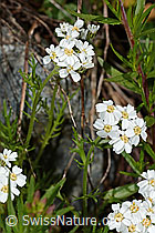 C301798: Moschus-Schafgarbe (Achillea erba-rotta ssp. moschata)
