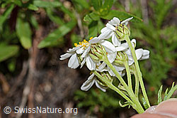 C301801: Moschus-Schafgarbe (Achillea erba-rotta ssp. moschata)